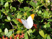 石垣島の蝶